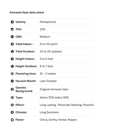 Royal Queen Seeds – Amnesia Haze Feminized Seeds (Sativa)