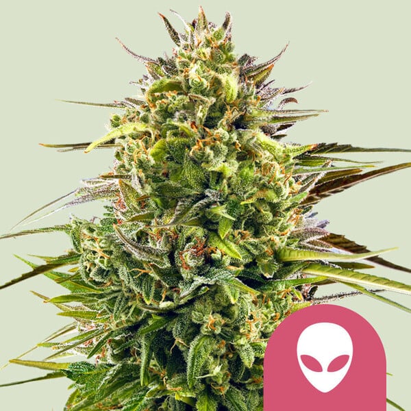 Royal Queen Seeds – Alien OG Feminized Seeds (Alien Kush x Tahoe OG)