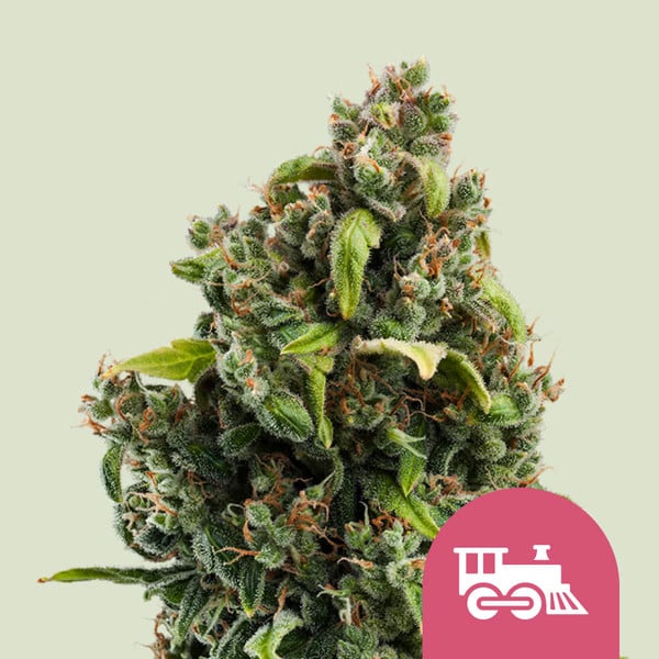 Royal Queen Seeds – Candy Kush Express (Fast Flowering) Feminized Seeds