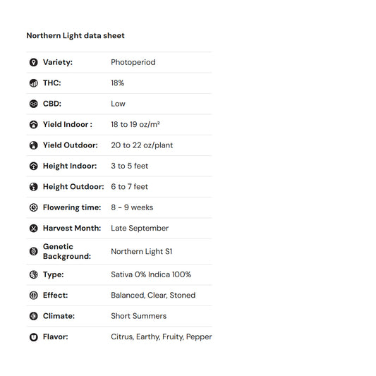 Royal Queen Seeds – Northern Light Feminized Seeds (Classic Indica Legend)