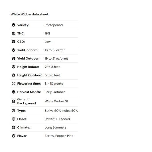 Royal Queen Seeds – White Widow Feminized Seeds (50/50 Hybrid Classic)