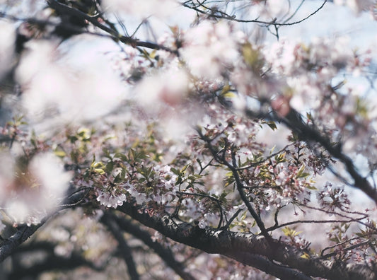 Additional FAQs on CBD and Allergens - Erth Wellness