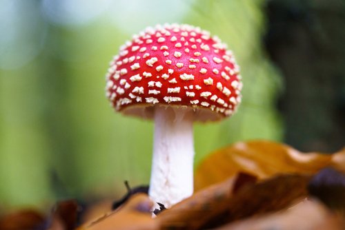 Are Amanita Mushroom Gummies Safe? What to Know Before You Buy - Erth Wellness