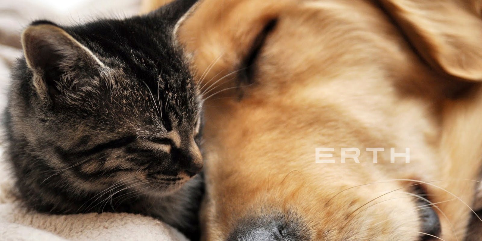 Can My Dog and Cat Benefit from CBD? - Erth Wellness