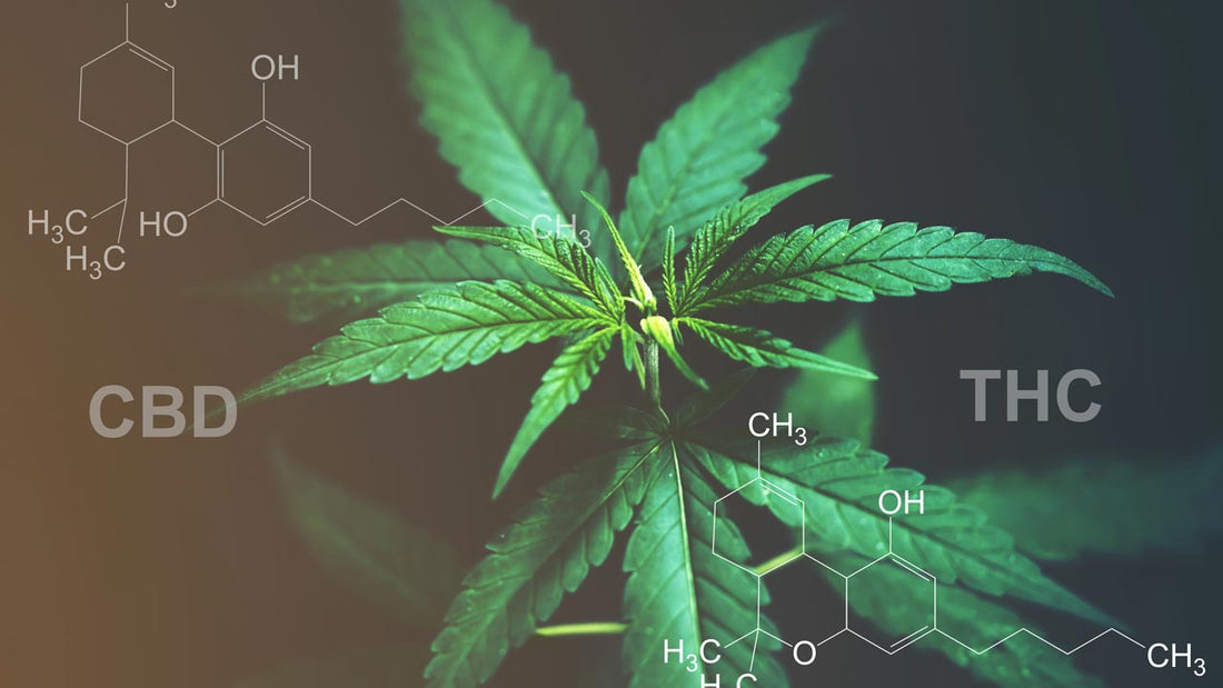 CBD vs. THC: What's the Difference? - Erth Wellness