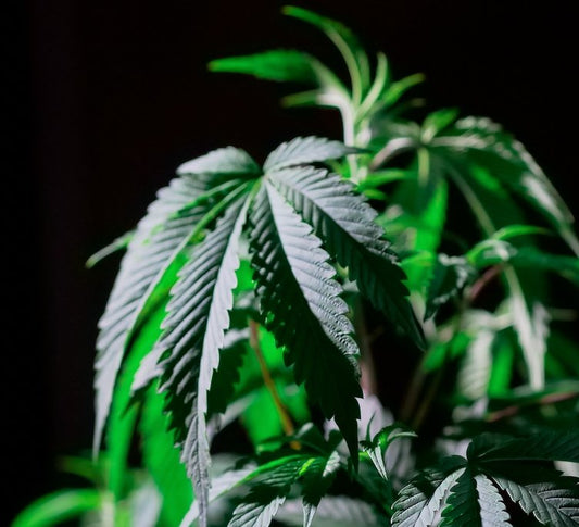 Differences between HHC and THC-O - Erth Wellness