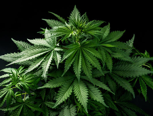 Does Delta-8 Help with Sleep? - Erth Wellness