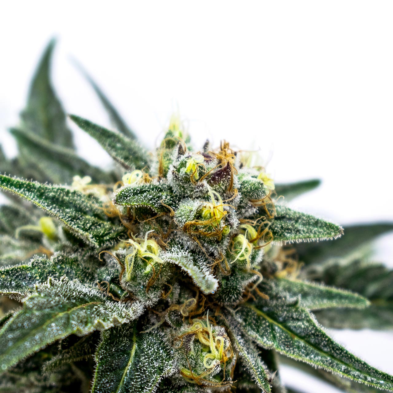 Does Delta 8 THC Help With Sleep? - Erth Wellness