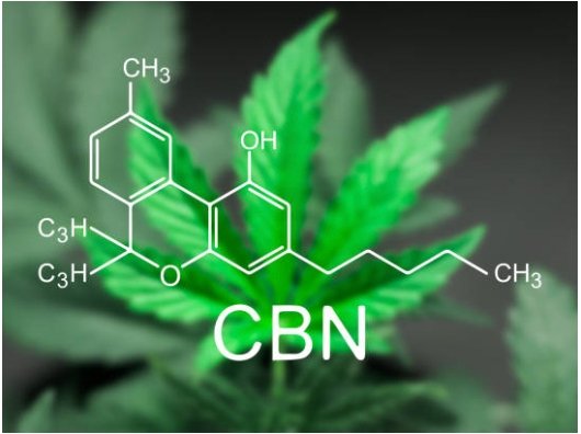 Everything You Need To Know About CBN: The Sleep Cannabinoid - Erth Wellness
