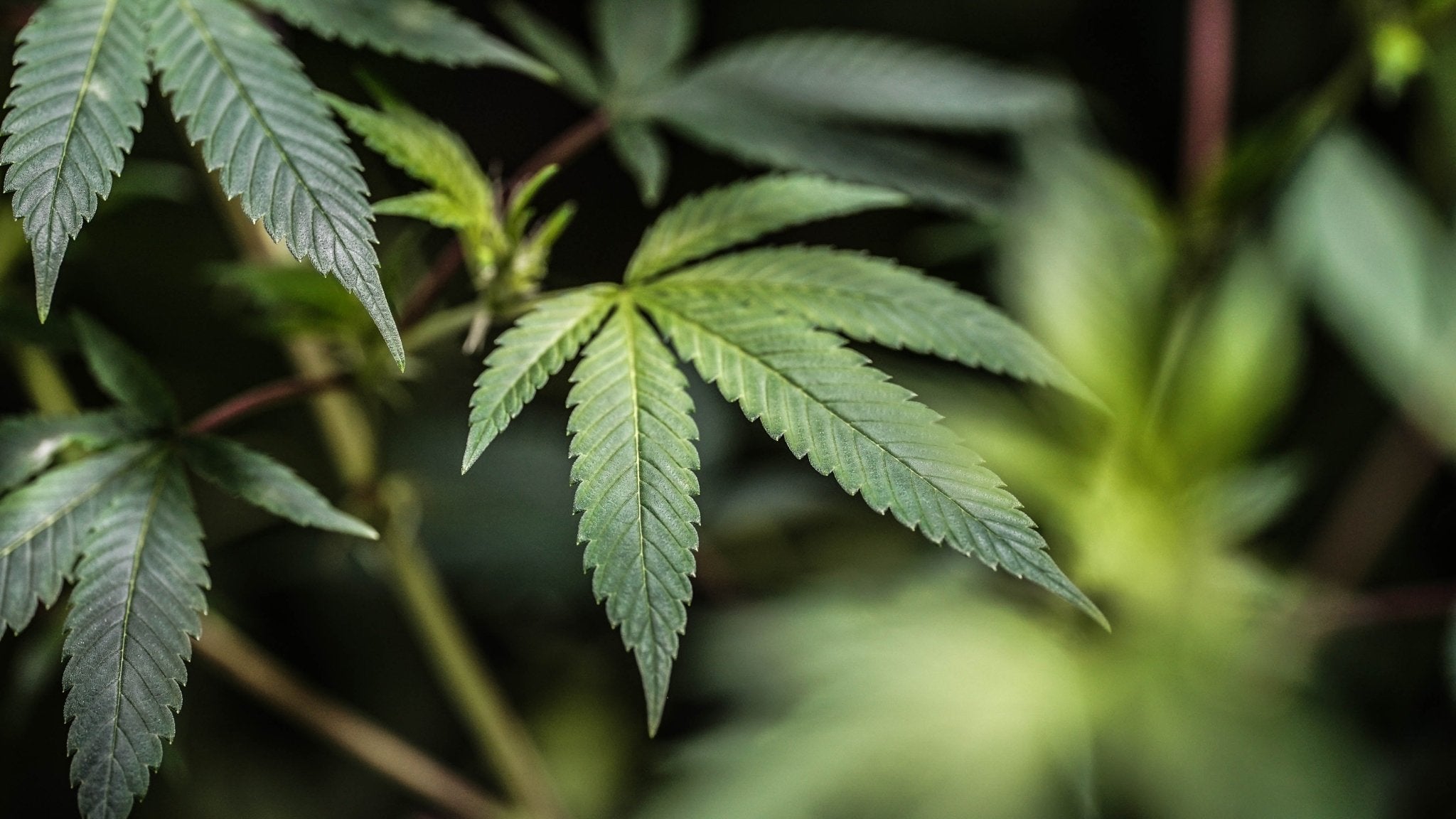 HHC Products Available At Erth Hemp - Erth Wellness