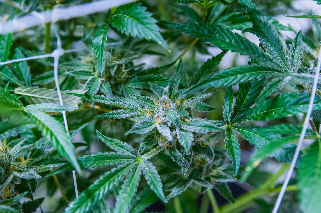 How Long Does HHC Stay In Your System? - Erth Wellness