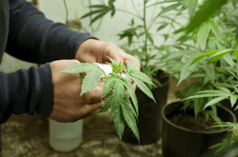 How Much CBD Should I Take? - Erth Wellness