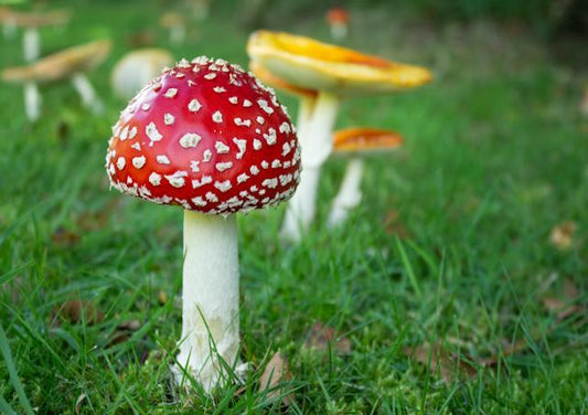 History of the Amanita Muscaria
