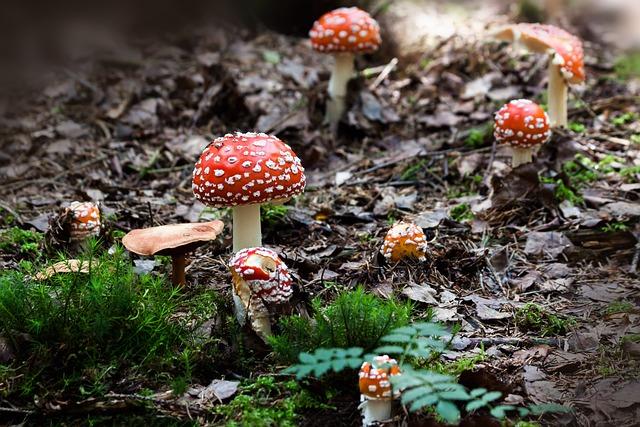 How Strong Are Amanita Muscaria Gummies?