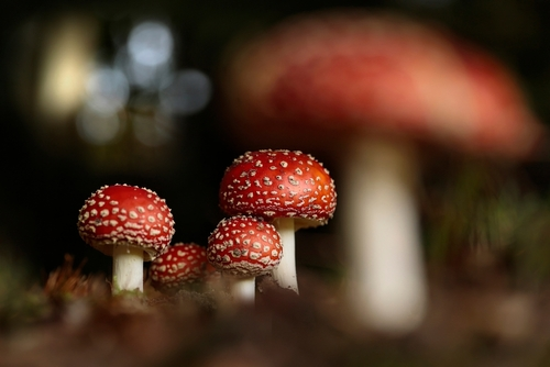 Is the Amanita Muscaria Mushroom Psychedelic?