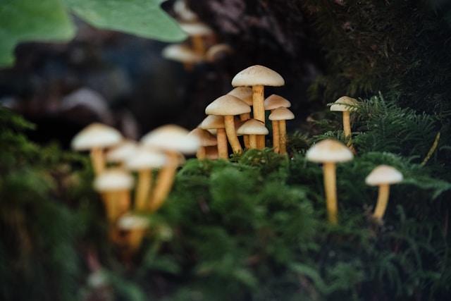 Which Shrooms Are Best for Microdosing?
