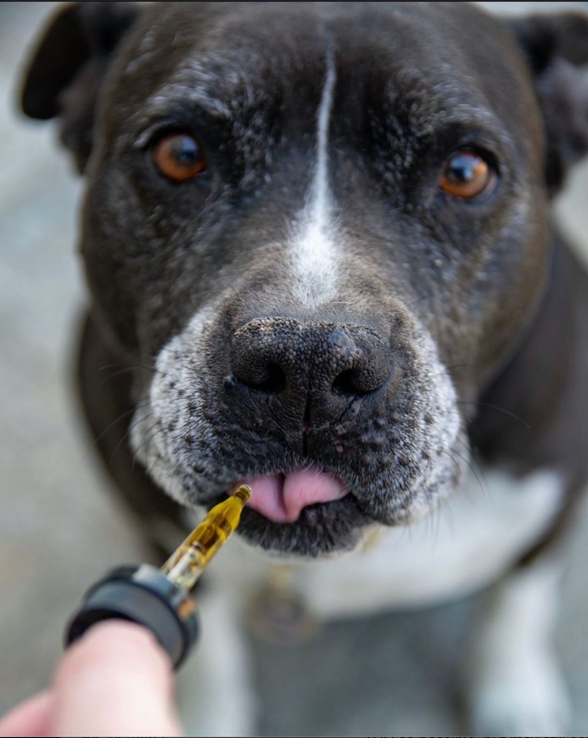 Is There A Difference between Pet CBD and CBD for Humans? - Erth Wellness