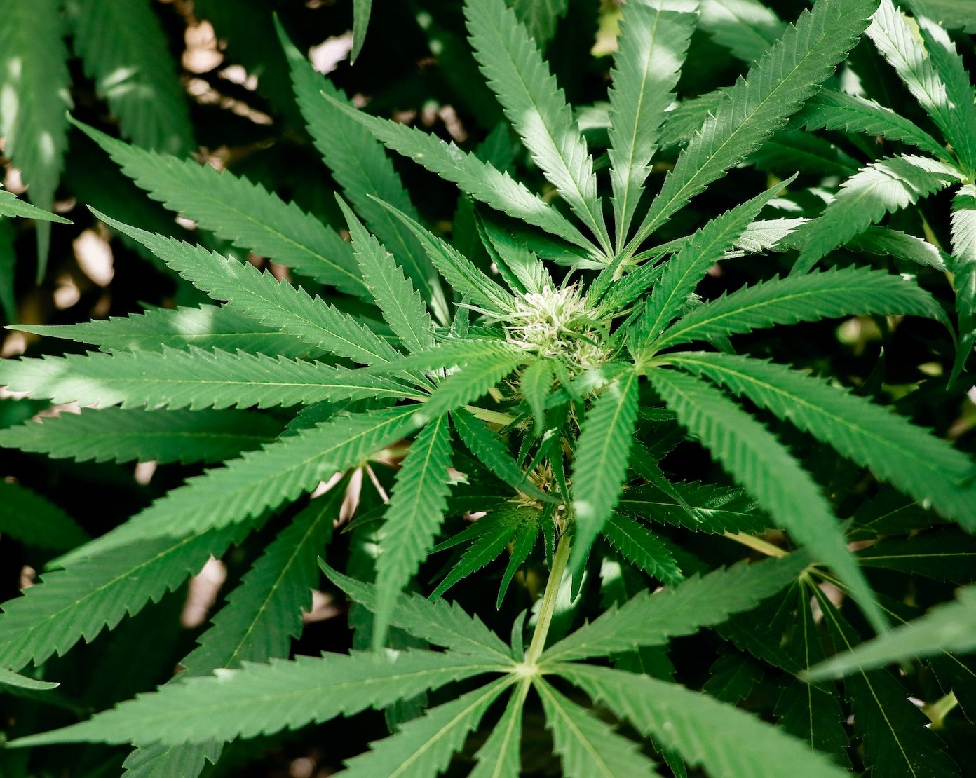 The Benefits of Using HHC - Erth Wellness