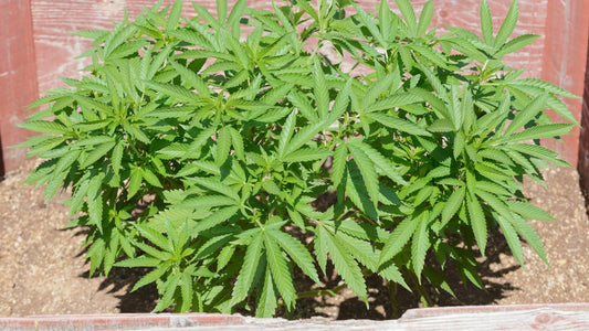 The Next Big Thing in Cannabis: HHC Cannabinoid - Erth Wellness