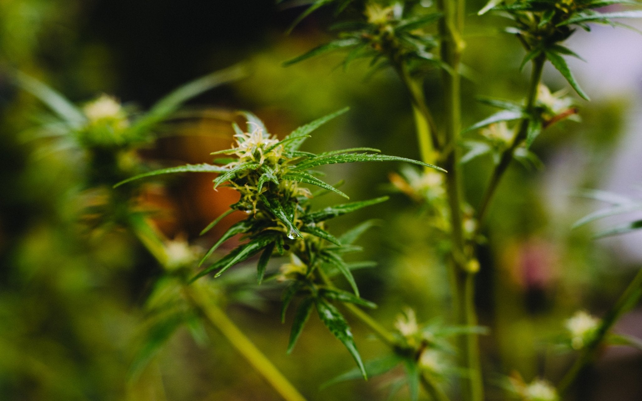 What Are Terpenes? A Closer Look At Other Compounds In CBD - Erth Wellness