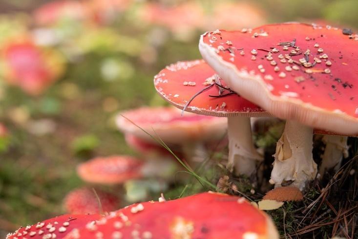 What Are the Effects of Amanita Mushroom Gummies? - Erth Wellness