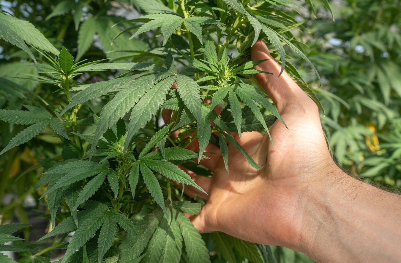 What Is HHC? The Science Behind This Fascinating Cannabinoid - Erth Wellness