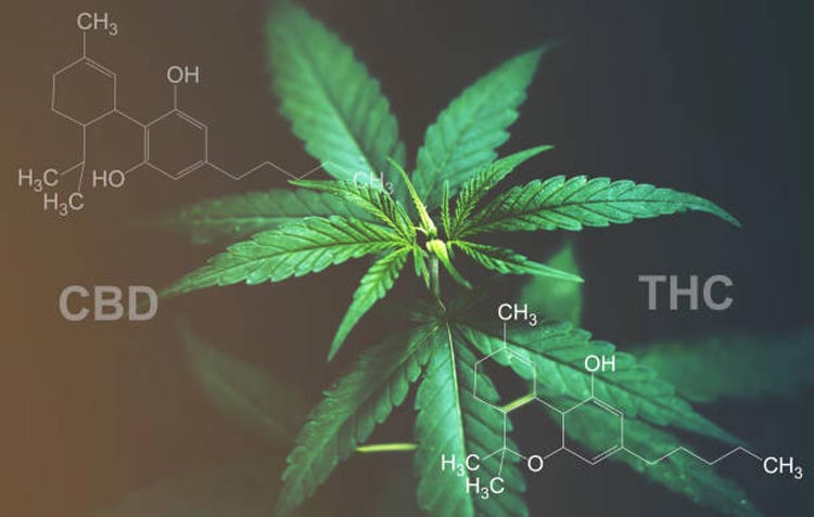 What is the Difference Between THC and CBD? Properties and Effects - Erth Wellness