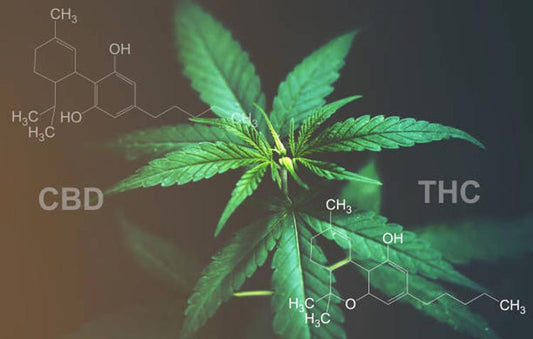 What is the Difference Between THC and CBD? Properties and Effects - Erth Wellness