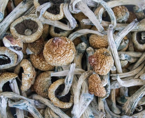 What’s a Microdose? A Guide to Microdosing Mushrooms - Erth Wellness
