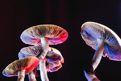 Will Mushrooms Show up on a Drug Test? - Erth Wellness