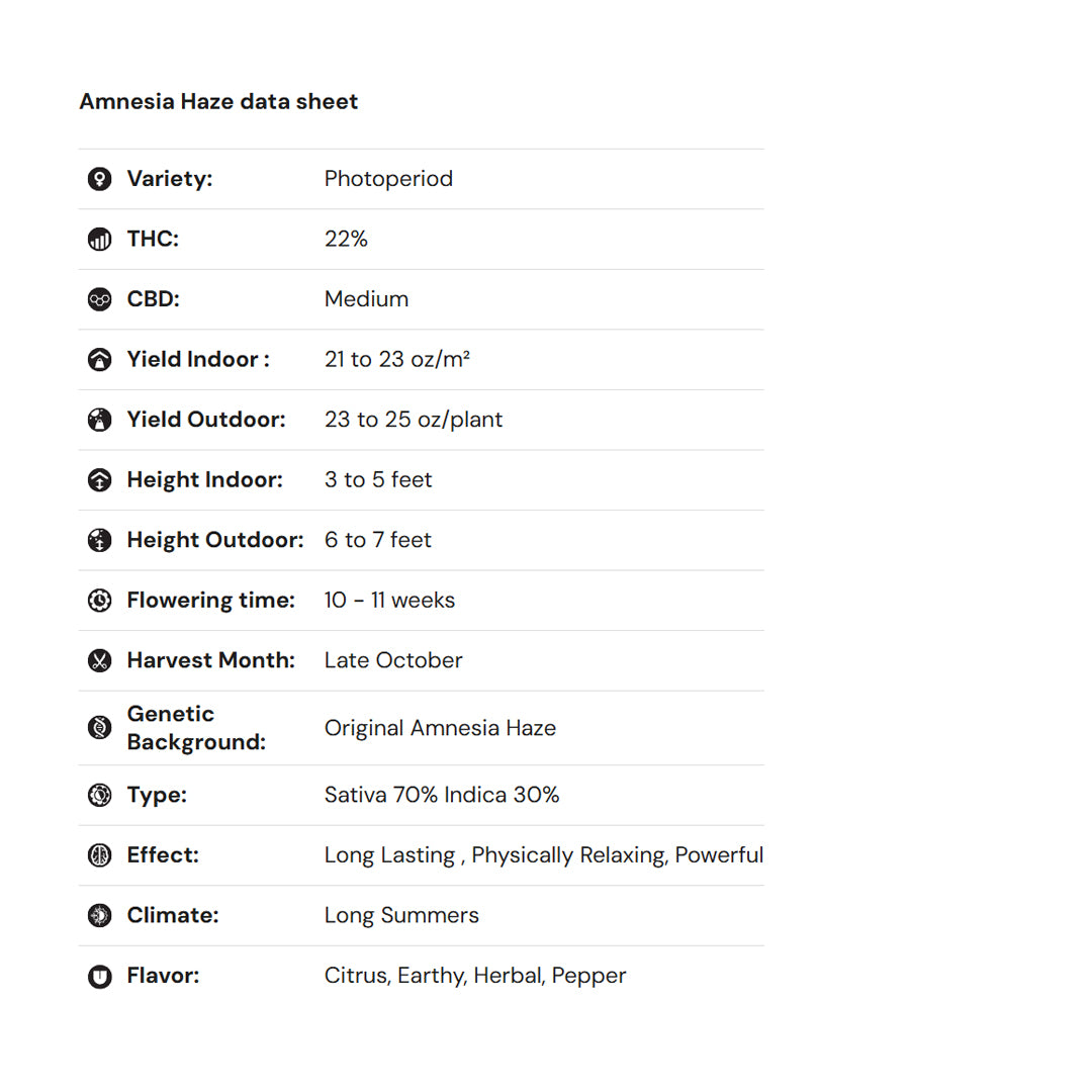 Royal Queen Seeds – Amnesia Haze Feminized Seeds (Sativa)