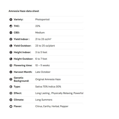 Royal Queen Seeds – Amnesia Haze Feminized Seeds (Sativa)