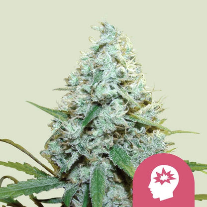 Royal Queen Seeds – AMG Feminized Seeds (Sativa) - 3 Seeds