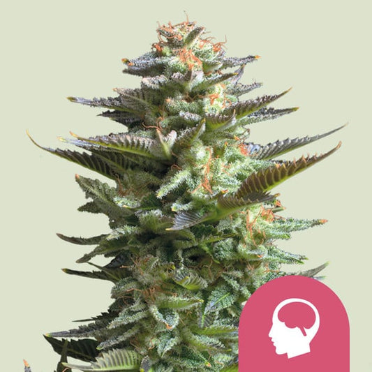 Royal Queen Seeds – Amnesia Haze Feminized Seeds (Sativa)