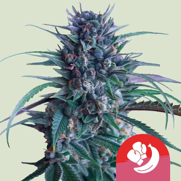 Royal Queen Seeds – Banana Brawler Feminized Seeds (Gelatti x Blue Power | Tyson 2.0 Collab) – 3 Seeds