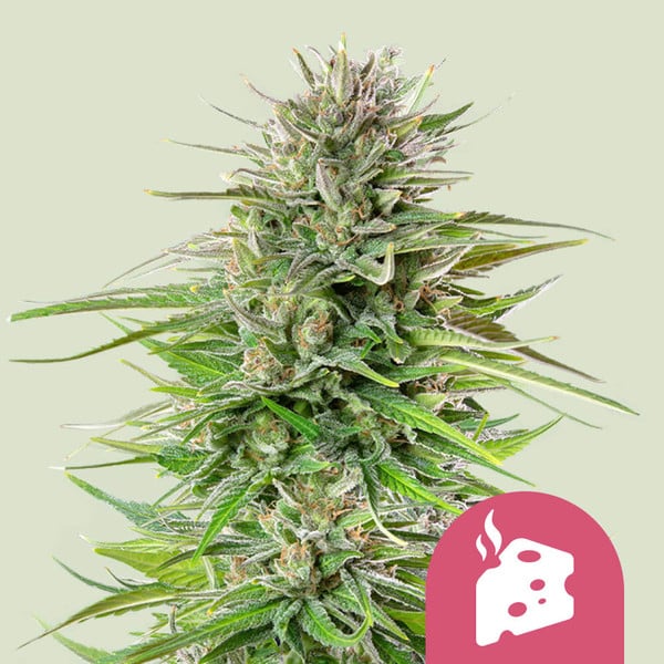 Royal Queen Seeds – Blue Cheese Feminized Seeds (Cheese x Blueberry Hybrid)