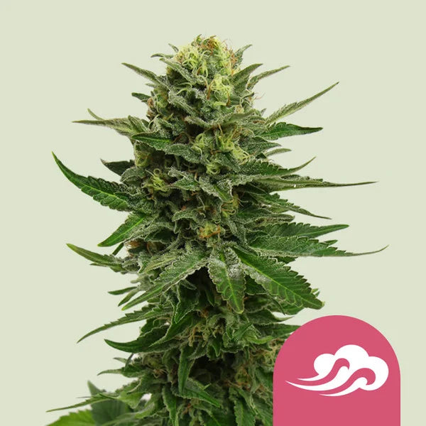Royal Queen Seeds – Blue Mystic Feminized Seeds (Compact Blueberry Indica)
