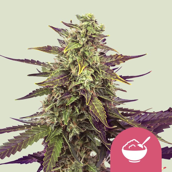 Royal Queen Seeds – Cereal Milk Feminized Seeds (Vanilla & Blueberry Sativa Hybrid)
