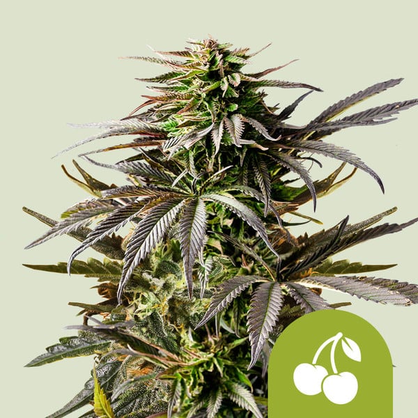 Royal Queen Seeds – Cherry Pie Auto Feminized Seeds (Fruity Hybrid Autoflower)