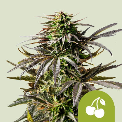 Royal Queen Seeds – Cherry Pie Auto Feminized Seeds (Fruity Hybrid Autoflower)