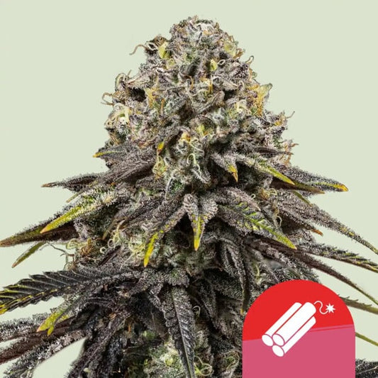 Royal Queen Seeds x Tyson 2.0 – Dynamite Diesel Feminized Seeds (Sour Diesel x Skywalker OG)