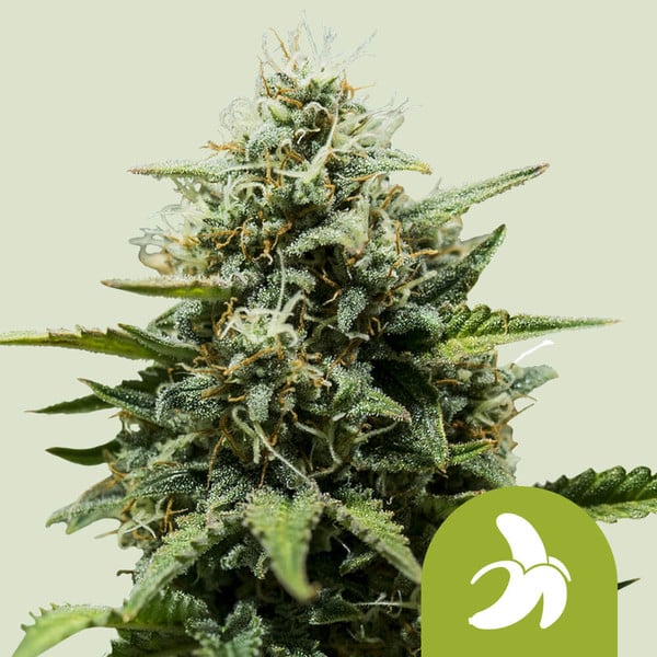 Royal Queen Seeds – Fat Banana Auto Feminized Seeds (Banana Kush Indica Autoflower)