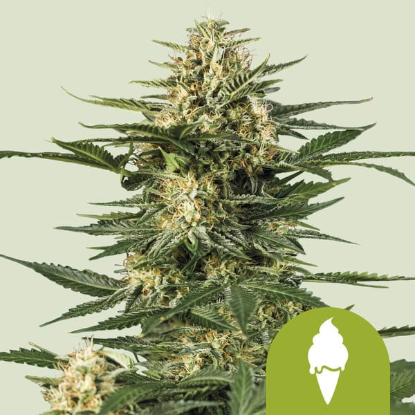 Royal Queen Seeds – Green Gelato Auto Feminized Seeds (Ultra-Potent Autoflower)