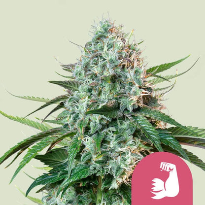 Royal Queen Seeds – HulkBerry Feminized Seeds (OG Kush x Strawberry Diesel)