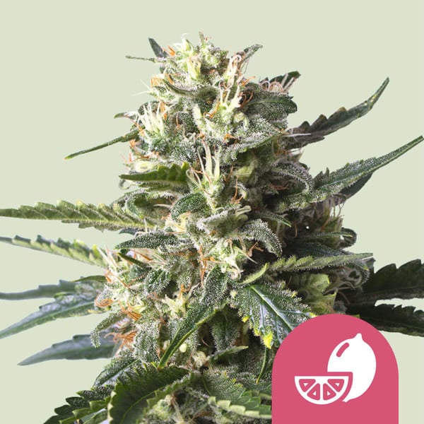 Royal Queen Seeds – Lemon Shining Silver Haze Feminized Seeds (Lemon Skunk Haze)