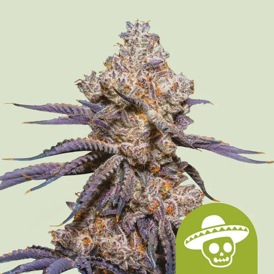 Royal Queen Seeds – Mexican Rush Auto Feminized Seeds (Sativa) - 3 Seeds