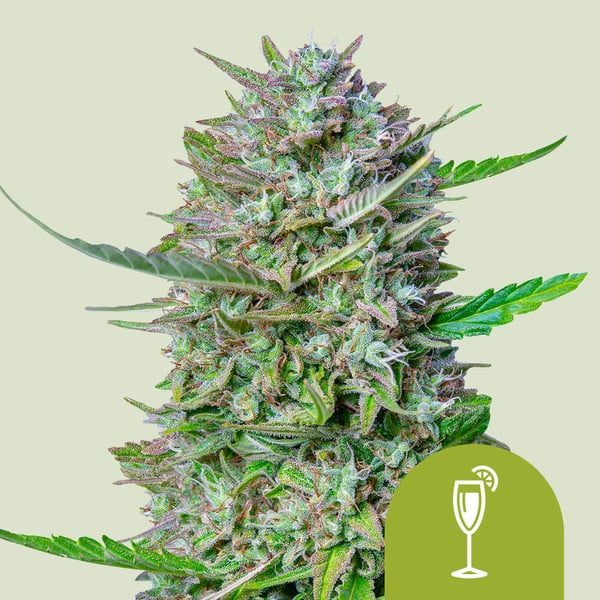 Royal Queen Seeds – Mimosa Auto Feminized Seeds (Citrus Sativa Autoflower)