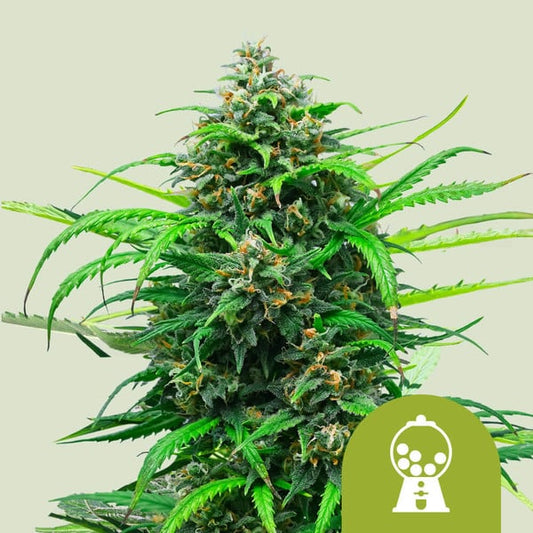Royal Queen Seeds – Pink Runtz Auto Feminized Seeds (Candy-Flavored Hybrid Autoflower)