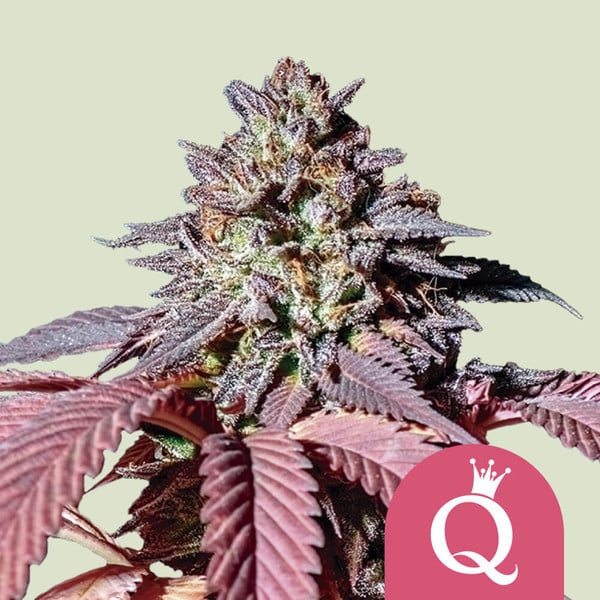 Royal Queen Seeds – Purple Queen Feminized Seeds (Purple Kush Hybrid)