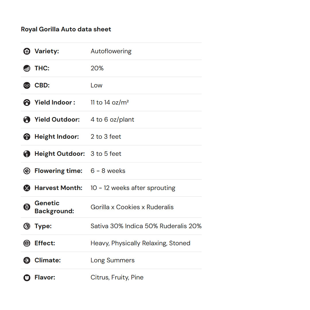 Royal Queen Seeds iGrowCan – Beginner-Friendly Autoflower Grow Kit